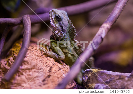 wild iguana in the zoo wild iguana in the zoo 141945795