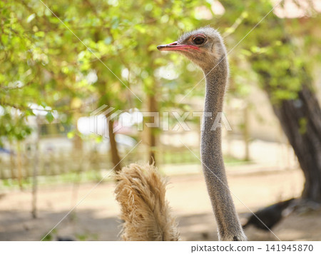 portrait of beautiful ostrich on a farm 141945870