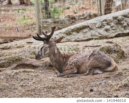 beautiful deer on a farm beautiful deer on a farm 141946018