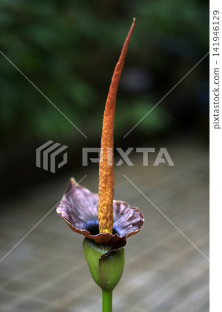 Amorphopharus Johnson Amorphopharus Johnson 141946129