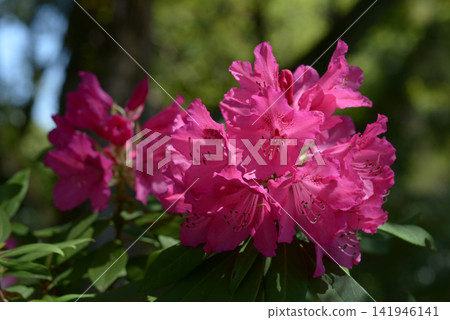 Rhododendron Rhododendron 141946141