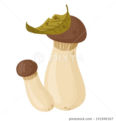 Porcini mushrooms with leaf. Two edible porcini mushrooms with autumn leaf on the cap flat vector illustration. Forest food isolated on white background 141946167