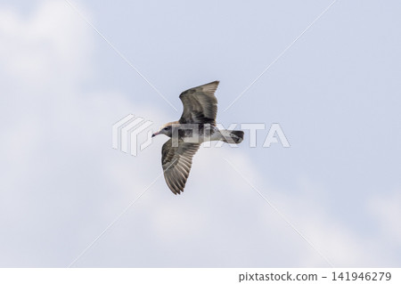 Young black-tailed black-tailed gull flying Young black-tailed black-tailed gull flying 141946279