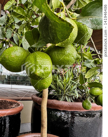 Green Citrus Fruits Growing on Potted Tree Green Citrus Fruits Growing on Potted Tree 141946486