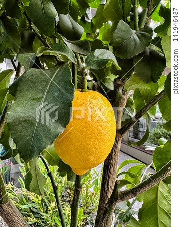Ripe Yellow Lemon Hanging on Citrus Tree Ripe Yellow Lemon Hanging on Citrus Tree 141946487