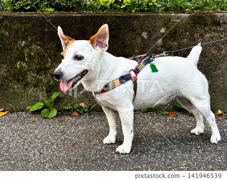 Happy Jack Russell Terrier Looking at Camera Outdoors Happy Jack Russell Terrier Looking at Camera Outdoors 141946539