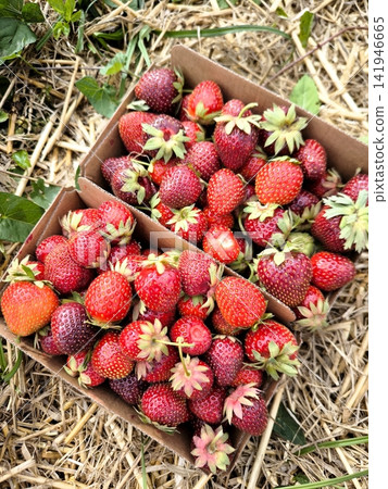 Freshly picked ripe strawberries in cardboard punnets on a market stall. 141946665