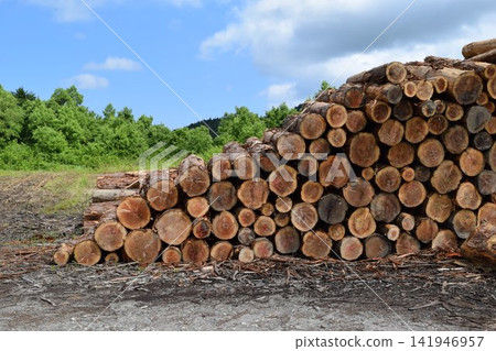 Logs of cut cedar Shonai, Yamagata Prefecture Logs of cut cedar Shonai, Yamagata Prefecture 141946957