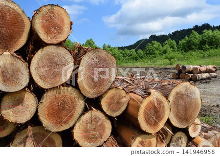 Logs of cut cedar Shonai, Yamagata Prefecture Logs of cut cedar Shonai, Yamagata Prefecture 141946958