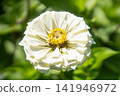 White zinnia flowers against a green background 141946972