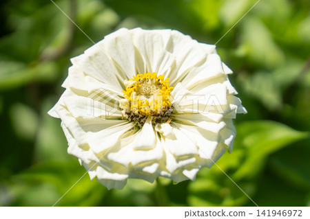 White zinnia flowers against a green background White zinnia flowers against a green background 141946972