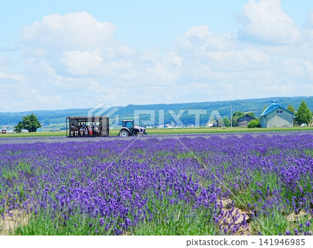 Scenery of Hokkaido Furano Lavender East Lavender Bus Scenery of Hokkaido Furano Lavender East Lavender Bus 141946985