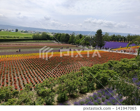 Hokkaido - Lavender fields and blue sky Hokkaido - Lavender fields and blue sky 141947065