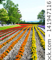 Hokkaido scenery: Furano, Farm Tomita, flower fields Hokkaido scenery: Furano, Farm Tomita, flower fields 141947116
