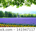Superb view of Hokkaido Furano Farm Tomita's lavender field Superb view of Hokkaido Furano Farm Tomita's lavender field 141947117