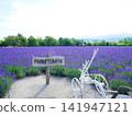 Superb view of Hokkaido Furano Farm Tomita's lavender field Superb view of Hokkaido Furano Farm Tomita's lavender field 141947121