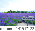 Hokkaido scenery: Furano Farm Tomita lavender tractor Hokkaido scenery: Furano Farm Tomita lavender tractor 141947122