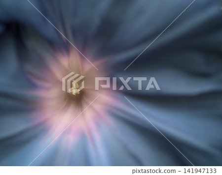 Beautifully colored morning glory flowers bloomed in the hot and humid month of August. Beautifully colored morning glory flowers bloomed in the hot and humid month of August. 141947133