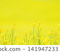 Furano Campana Rokkatei, Mustard Field Furano Campana Rokkatei, Mustard Field 141947233