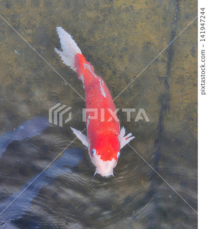 Koi swimming in the pond 141947244