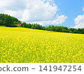Furano Campana Rokkatei, Mustard Field Furano Campana Rokkatei, Mustard Field 141947254