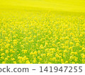 Furano Campana Rokkatei, Mustard Field Furano Campana Rokkatei, Mustard Field 141947255