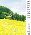Furano Campana Rokkatei, Mustard Field Furano Campana Rokkatei, Mustard Field 141947258