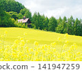 Furano Campana Rokkatei, Mustard Field Furano Campana Rokkatei, Mustard Field 141947259