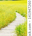Furano Campana Rokkatei, Mustard Field Furano Campana Rokkatei, Mustard Field 141947260