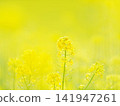 Furano Campana Rokkatei, Mustard Field Furano Campana Rokkatei, Mustard Field 141947261