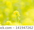 Furano Campana Rokkatei, Mustard Field Furano Campana Rokkatei, Mustard Field 141947262