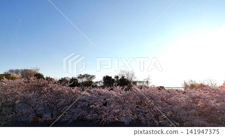 Cherry blossom trees in full bloom, shining brightly in the dazzling spring sunshine | Aerial view Cherry blossom trees in full bloom, shining brightly in the dazzling spring sunshine | Aerial view 141947375