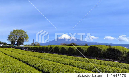 生氣勃勃的綠色茶園與白雪皚皚的富士山 | 靜岡美景 141947378