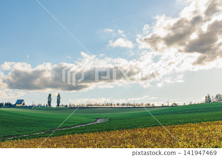 The hills of Biei and potato fields in autumn colors (Autumn in Hokkaido) The hills of Biei and potato fields in autumn colors (Autumn in Hokkaido) 141947469