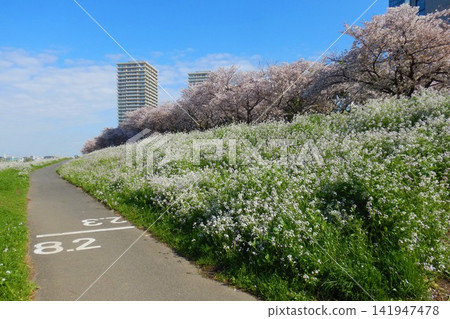 東京都市圈,21世紀櫻花紀念碑街 東京都市圈,21世紀櫻花紀念碑街 141947478