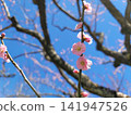 Plum blossom  141947526