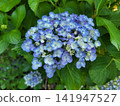  hydrangea 141947527