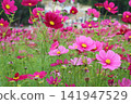 Cosmos 141947529