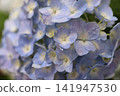  hydrangea 141947530