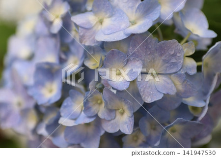  hydrangea 141947530