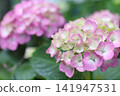  hydrangea 141947531