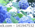  hydrangea 141947532