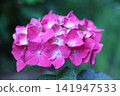  hydrangea 141947533