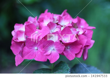  hydrangea 141947533