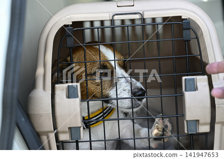 Driving in the car, my beloved Jack Russell Terrier in his crate. Driving in the car, my beloved Jack Russell Terrier in his crate. 141947653