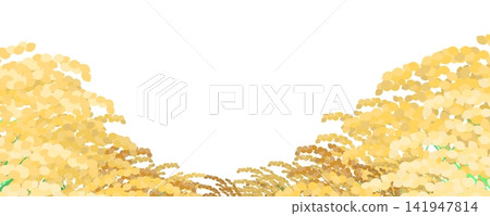 水稻植株(白色背景) 水稻植株(白色背景) 141947814