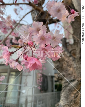 神社境內盛開的河津櫻花 神社境內盛開的河津櫻花 141947823