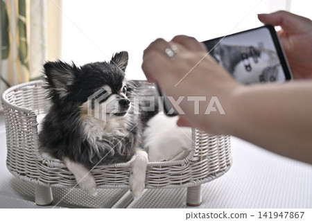 Woman taking pictures of her dog (Chihuahua) with her smartphone Woman taking pictures of her dog (Chihuahua) with her smartphone 141947867