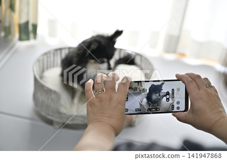 Woman taking pictures of her dog (Chihuahua) with her smartphone Woman taking pictures of her dog (Chihuahua) with her smartphone 141947868