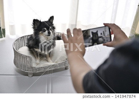 Woman taking pictures of her dog (Chihuahua) with her smartphone Woman taking pictures of her dog (Chihuahua) with her smartphone 141947874